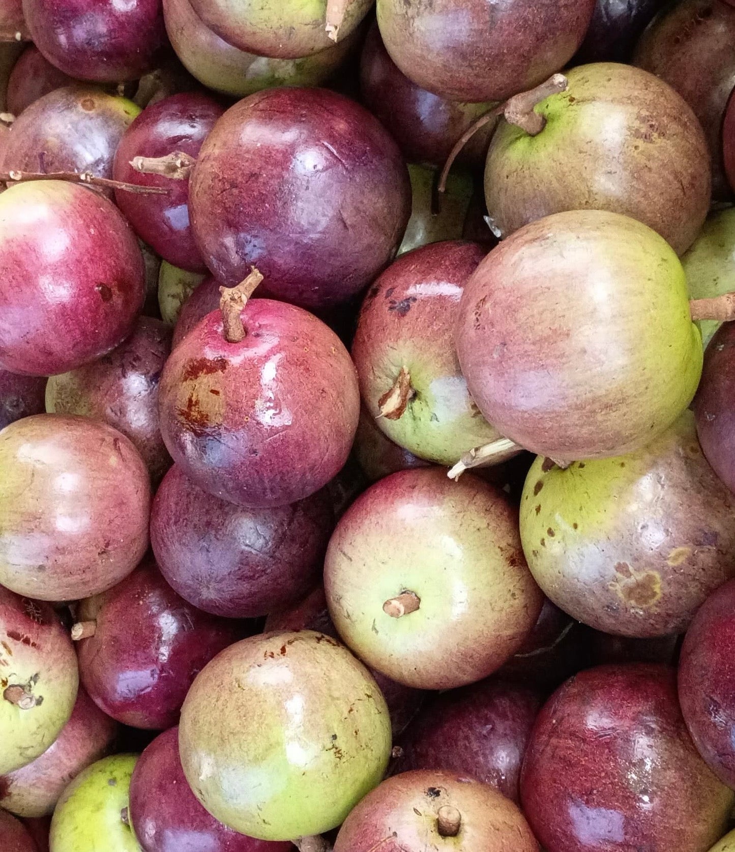 Caimito Milk Fruit