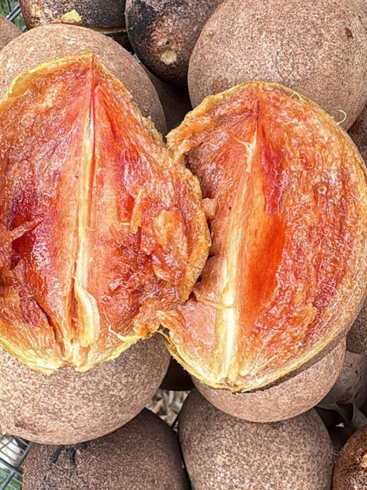 Sapodilla - Nispero