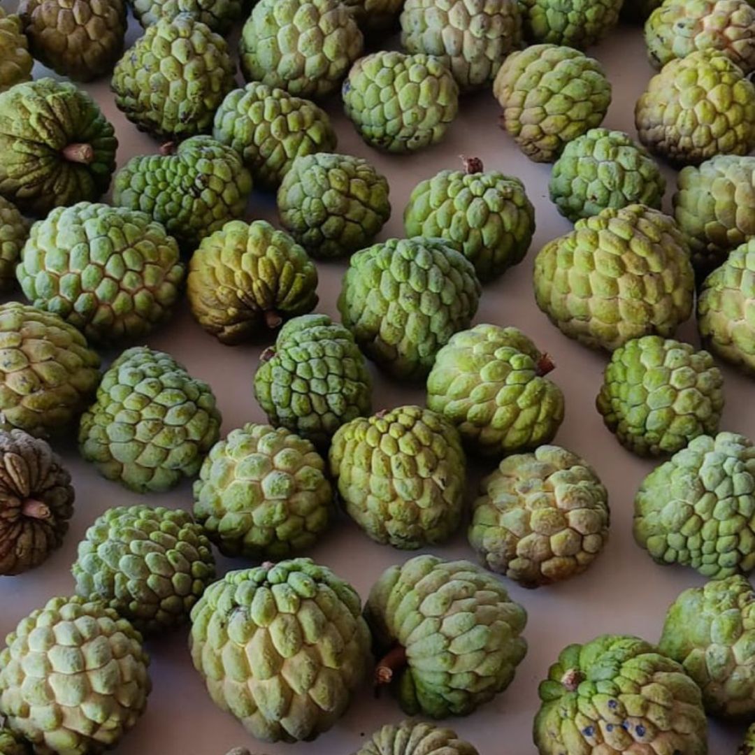 Sugar Apple